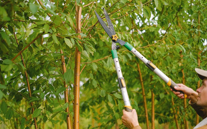 Tree trimming in Richton Park, IL
